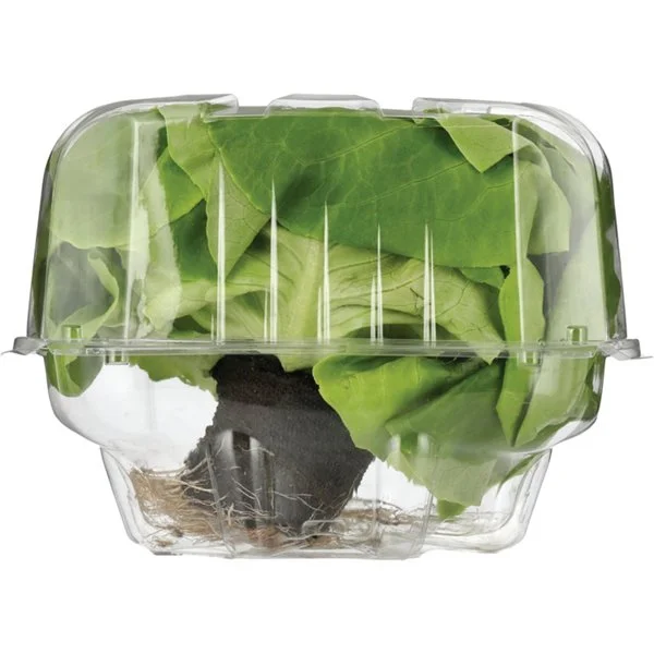 Fresh Butter Lettuce, Each