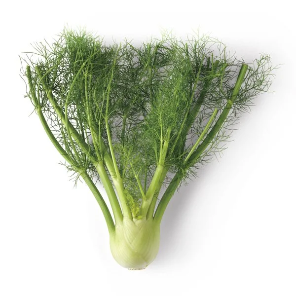 Fresh Fennel, Each
