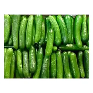 Cucumber Percian Case