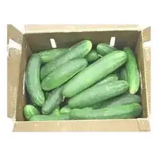 Cucumber Select Case (45-50)lb