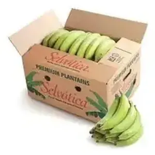 Plantain Green Case